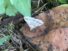 Phalaenophana pyramusalis