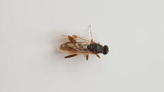 Stratiomyidae