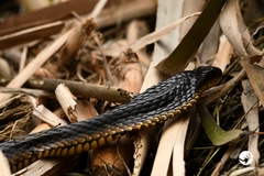 Notechis scutatus occidentalis