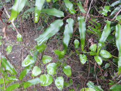 Lygodium microphyllum