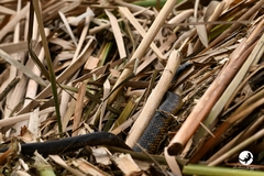 Notechis scutatus occidentalis