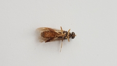 Stratiomyidae