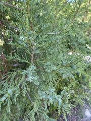 Juniperus excelsa