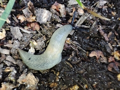 Krynickillus melanocephalus