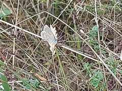 Polyommatus icarus