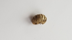 Oniscidea