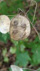 Lunaria annua
