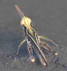 Orphulella pelidna