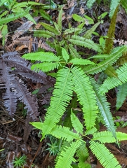 Gleicheniaceae
