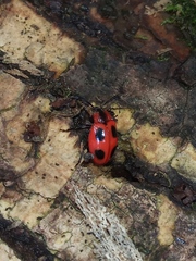 Endomychus coccineus