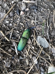Chalcolepidius smaragdinus