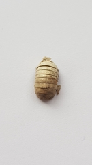 Oniscidea