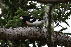 Pheucticus ludovicianus