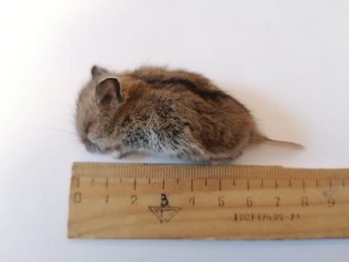 Striped Dwarf Hamster