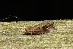 Endothenia quadrimaculana