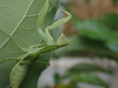 Hierodula patellifera