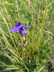Gentianopsis barbata