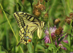Papilio machaon