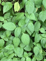 Asystasia intrusa