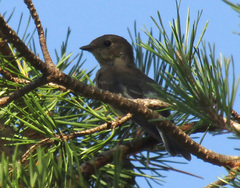 Ficedula hypoleuca