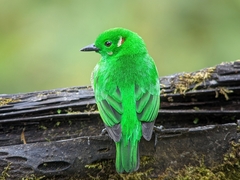 Chlorochrysa phoenicotis