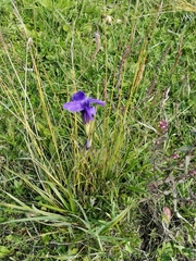 Gentianopsis barbata