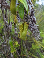 Nepenthes gracilis
