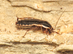 Loboptera decipiens