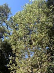 Pinus pinaster