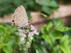 Luthrodes pandava