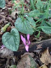 Cyclamen purpurascens