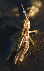 Orphulella pelidna