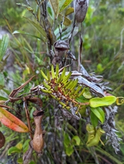 Nepenthes gracilis