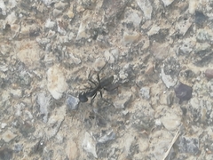 Camponotus vagus