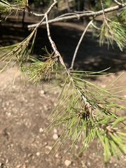 Pinus pinaster
