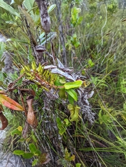 Nepenthes gracilis