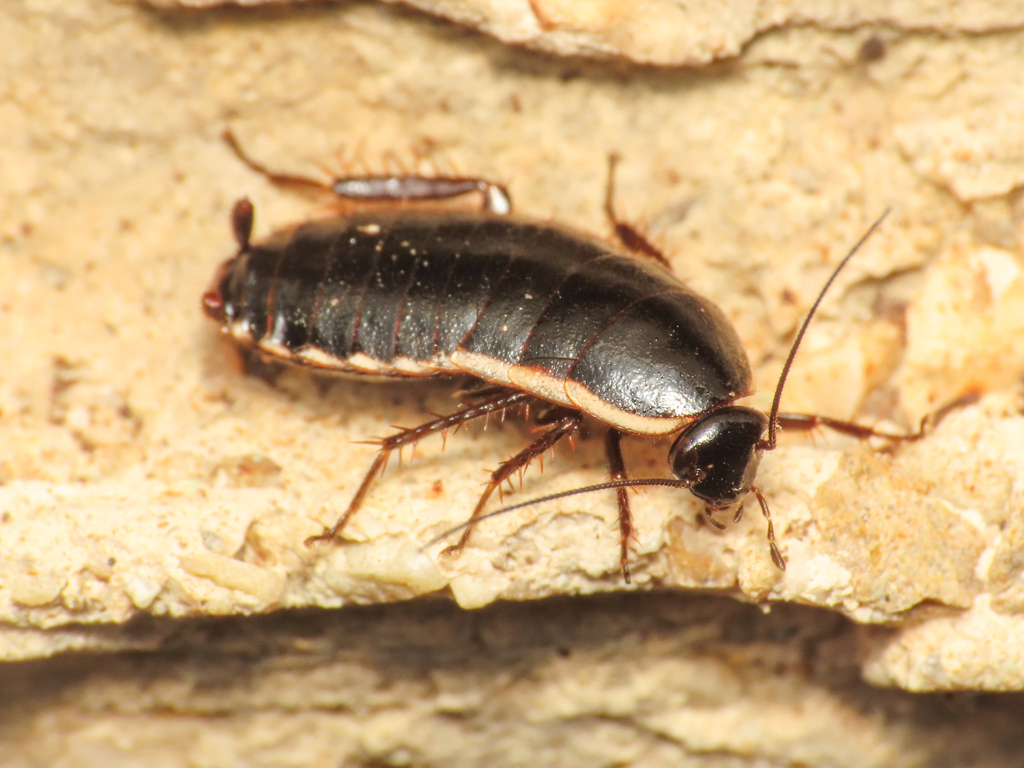 lobe-winged cockroach