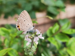 Luthrodes pandava