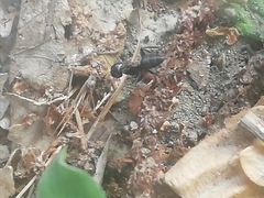 Camponotus vagus