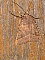 Mesogona oxalina