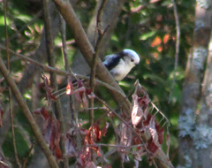 Aegithalos caudatus
