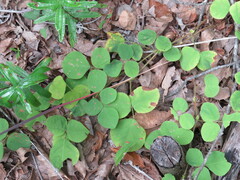 Desmodium rotundifolium