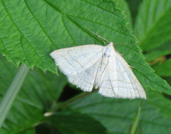 Polypogon tentacularia