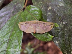 Omiza