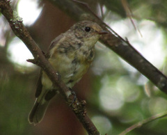 Ficedula