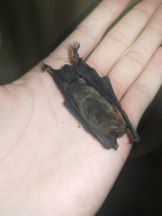 Pipistrellus