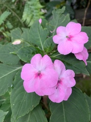 Impatiens walleriana