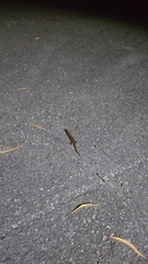 Ateuchosaurus pellopleurus