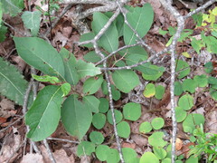 Desmodium rotundifolium