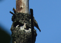 Ficedula
